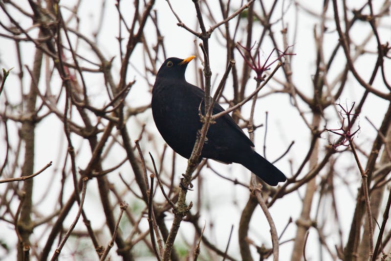Seafood Noodles ผัดหมี่ทะเล